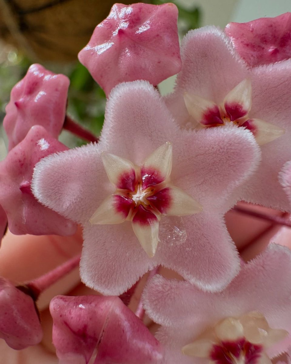greenvibe's tweet photo. Hoya flowers have a waxy texture that helps them retain moisture https://t.co/FIVVDOZCvi