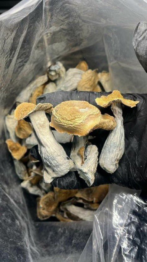 exotics45862's tweet photo. Rocky Mount 252, Wilson 252, Hickory 828 &amp; Goldsboro 919! 🔥🌿🍃 Weed loud zaza exotic plug shrooms 🍄 bulk shipping DM NOW 📍👇 Tag a buyer #RockyMount #Hickory #NorthCarolina420 https://t.co/8XKZ00QbMz