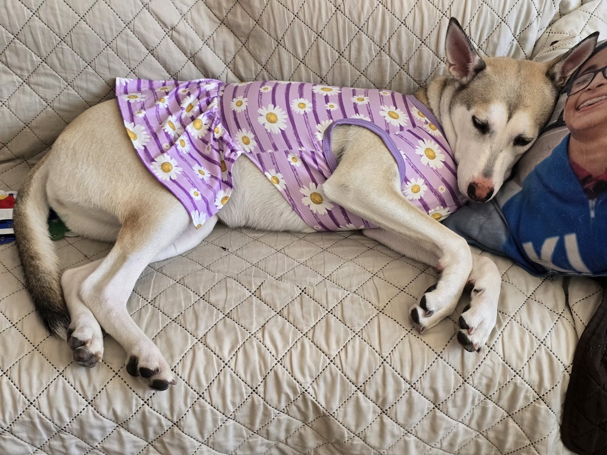 2020Balto's tweet photo. Mi lunita lastimada de su patita por traviesa 🥹  #baltoytaz #doglover #dogstagram #lovemydog #dogs #dogsofX #famousdogs #dogarefamily #dogday #doglovers #mydog #photoofdog https://t.co/0AGMsHbYKk