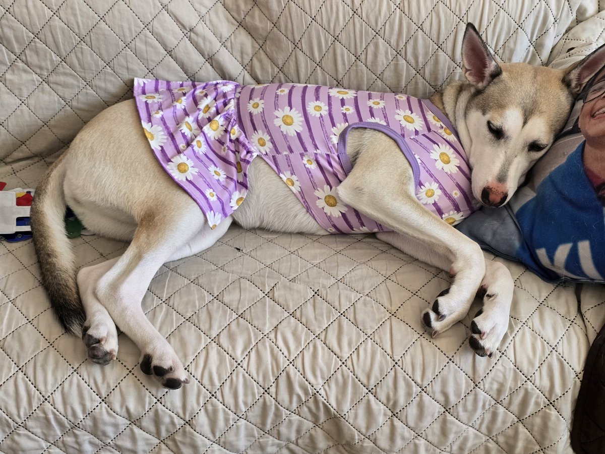 2020Balto's tweet photo. Mi lunita lastimada de su patita por traviesa 🥹  #baltoytaz #doglover #dogstagram #lovemydog #dogs #dogsofX #famousdogs #dogarefamily #dogday #doglovers #mydog #photoofdog https://t.co/0AGMsHbYKk