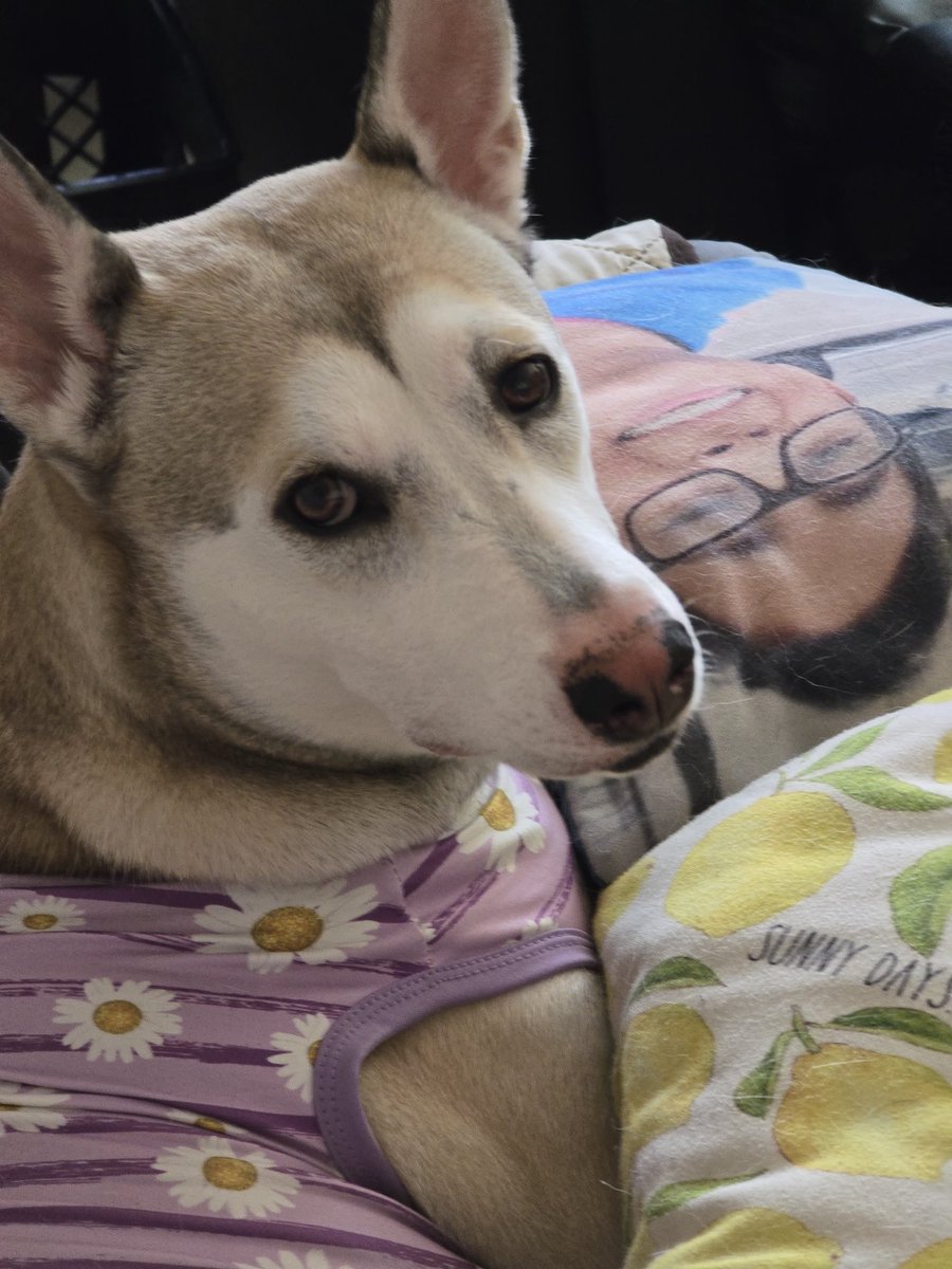 2020Balto's tweet photo. Mi lunita lastimada de su patita por traviesa 🥹  #baltoytaz #doglover #dogstagram #lovemydog #dogs #dogsofX #famousdogs #dogarefamily #dogday #doglovers #mydog #photoofdog https://t.co/0AGMsHbYKk