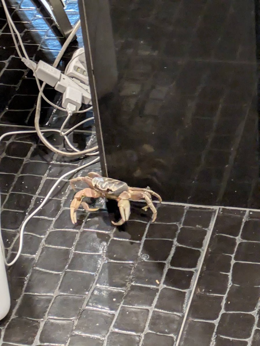8131nakamur's tweet photo. 👀👀👀

店舗風除室にて
🦀さんも避難‼︎

わたしが業界に入社した際は台風時の営業は発電機まで準備し営業しておりましたがあれから数十年…

ご来店の際は十分にお気をつけてお越し下さい🙇‍♂️ https://t.co/iDToOL3qFm