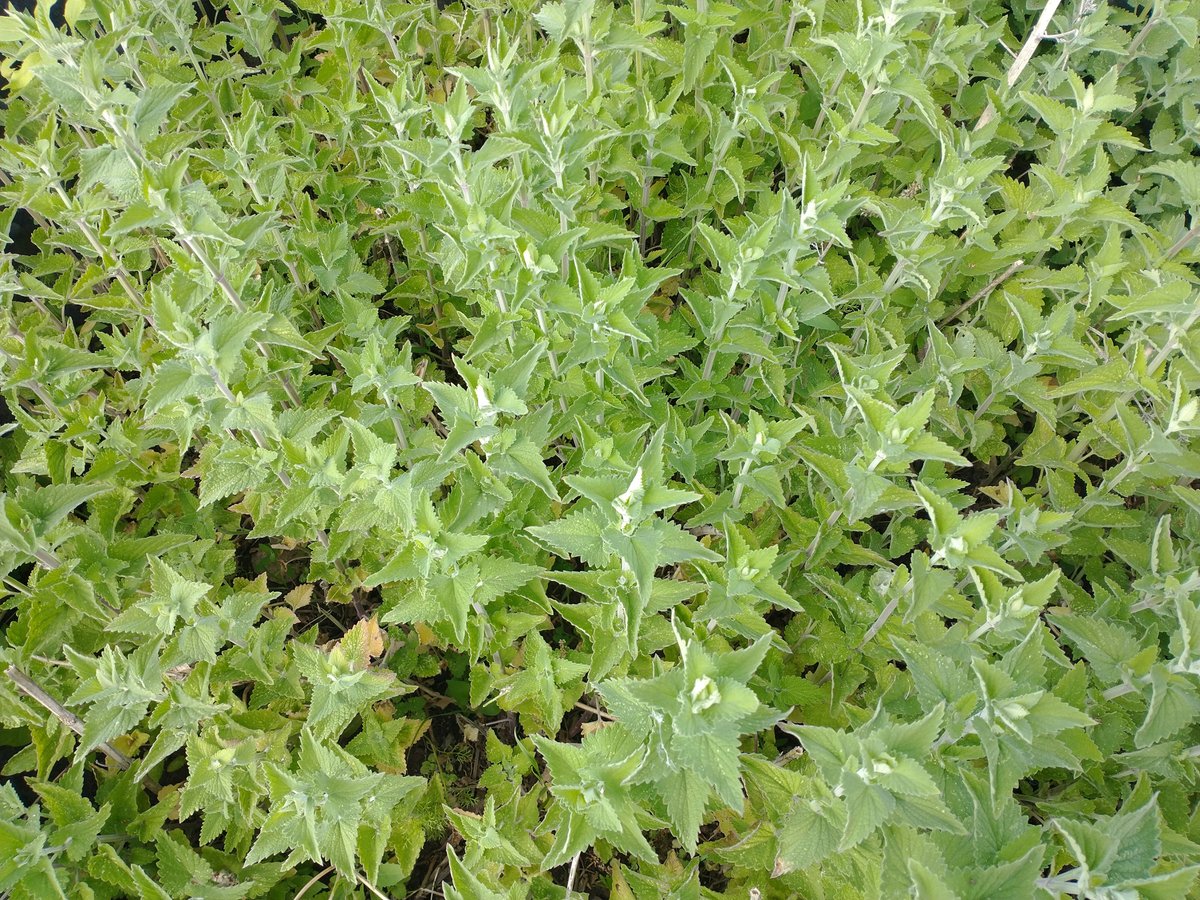 CatnipKittyCat's tweet photo. Unusual rain lately is helping our Kitty Catnip grow up fast and tall – almost 2 feet now. The #plants first grow out horizontally but when it comes to #flowers, they begin to grow tall. Our first harvest is coming up in just about a month – stay tuned! #kittycatnip #garden https://t.co/0bRBsrPd2V