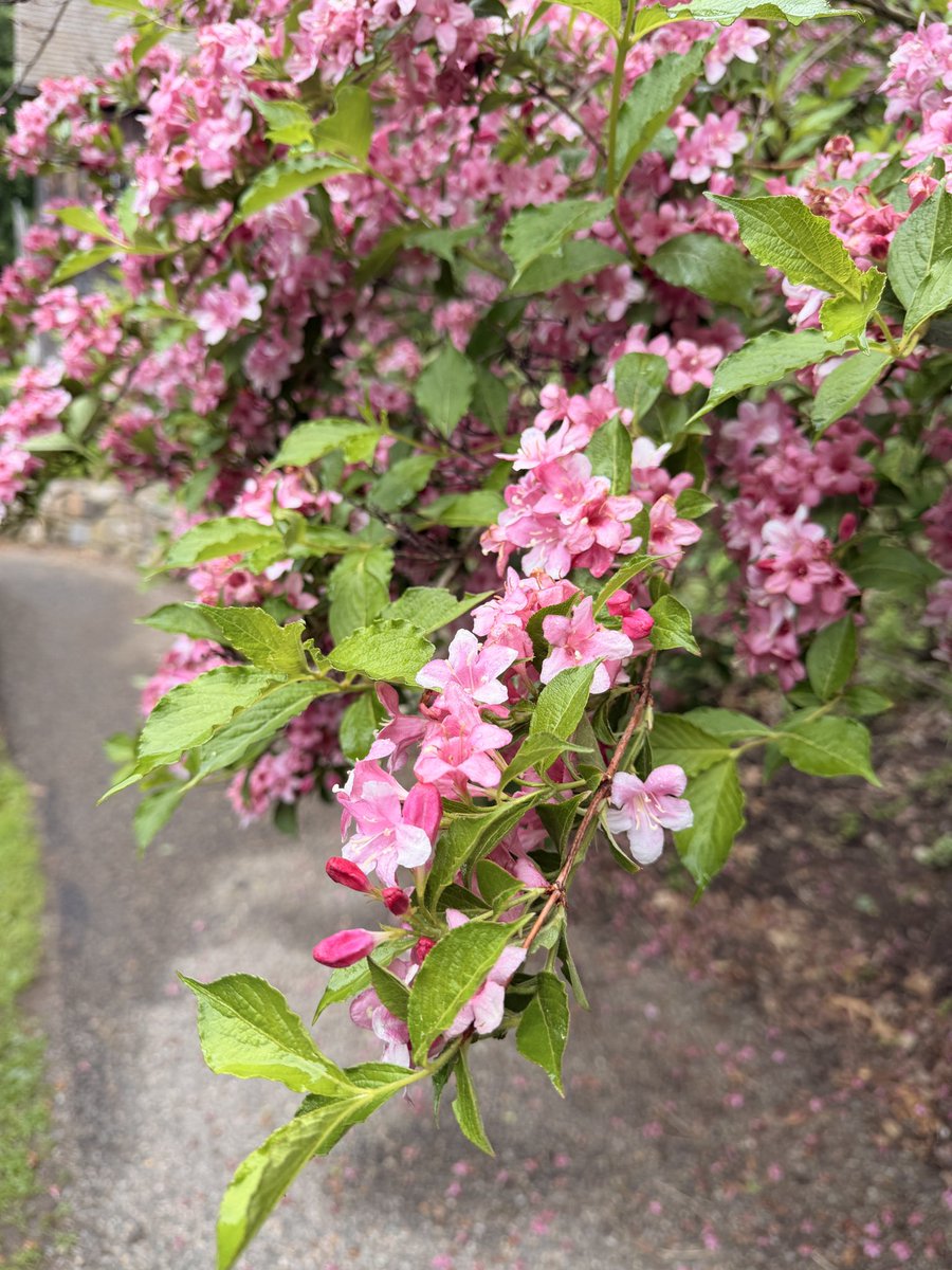 pamelisa's tweet photo. A few photos from the garden of the Orchard House in Concord, MA. #LouisaMayAlcott https://t.co/JBXP3EeEbG