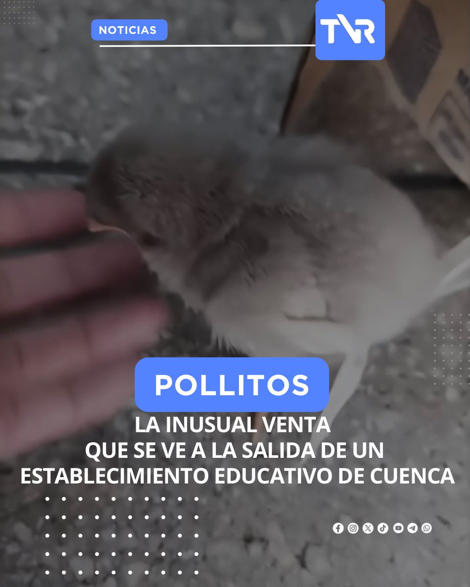 tvrhdec's tweet photo. #Cuenca 🐥🐤🐣

Padres de familia, expresaron su preocupación por la inusual venta, como si se tratará de un juguete, de POLLITOS vivos, esta situación se observó a la salida de la escuela 12 de Abril en Cuenca. 
Usted ¿qué opina? https://t.co/XJ9xuVKSrZ