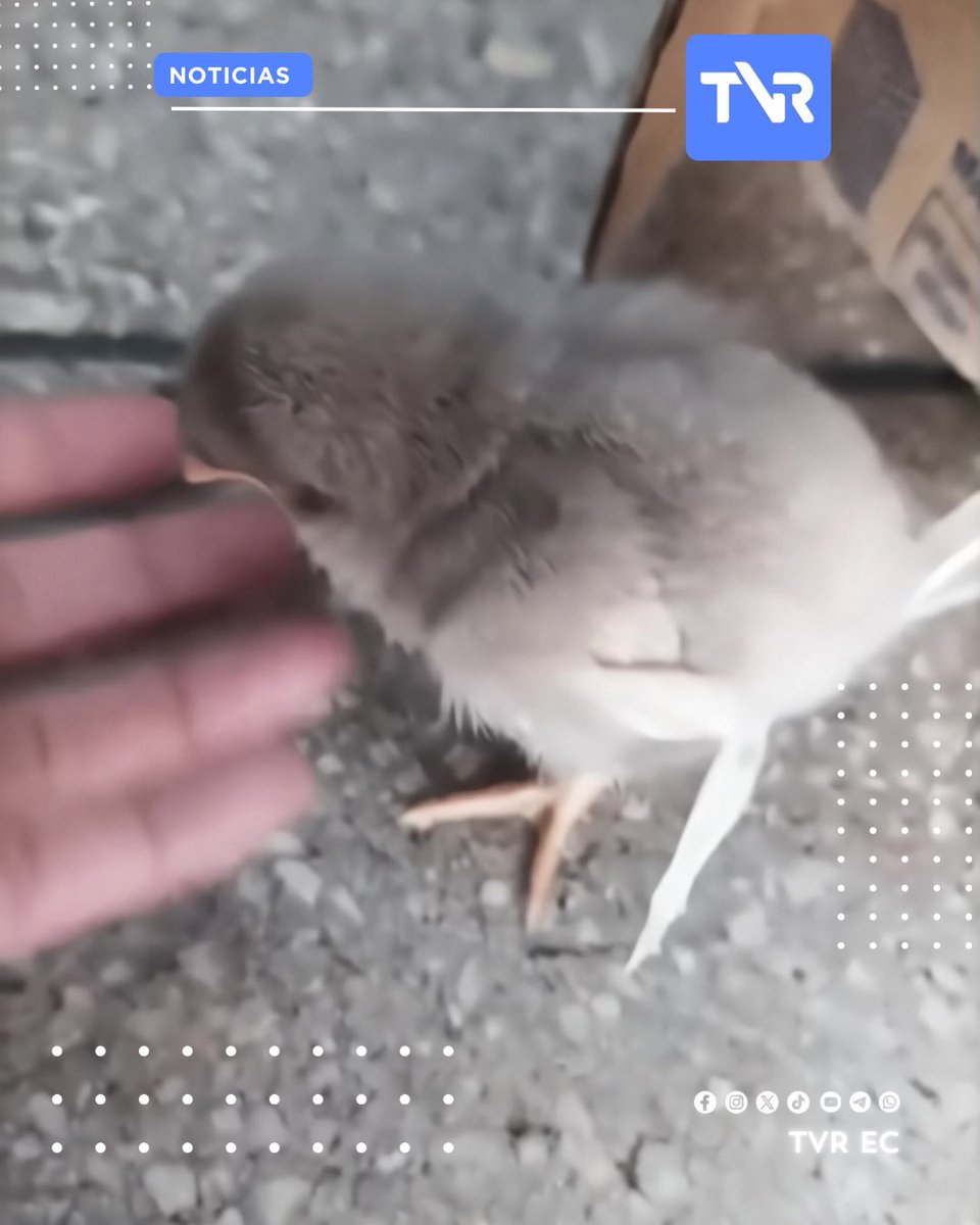 tvrhdec's tweet photo. #Cuenca 🐥🐤🐣

Padres de familia, expresaron su preocupación por la inusual venta, como si se tratará de un juguete, de POLLITOS vivos, esta situación se observó a la salida de la escuela 12 de Abril en Cuenca. 
Usted ¿qué opina? https://t.co/XJ9xuVKSrZ