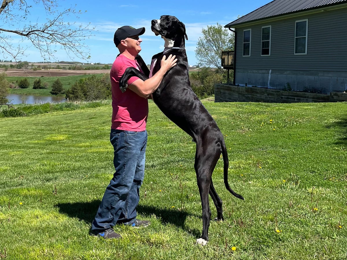 UncleYuu's tweet photo. @BatteryMastor Not if you're a Great Dane https://t.co/LHxUztECcw