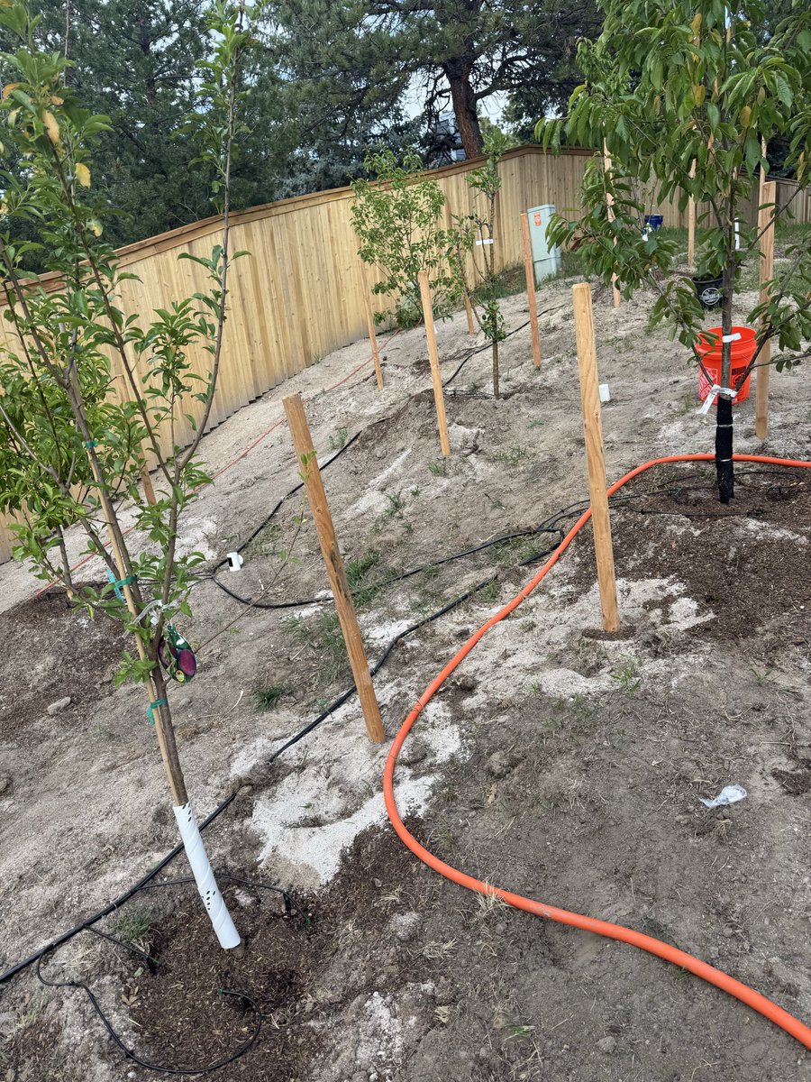 JoeKania3's tweet photo. Day 276 of training for Veteran’s Worlds with @BuFuApp: Today was a rest day. Finally got these drip lines installed in this fruit tree orchard I am building. Very difficult. Many trips to Home Depot. Got too hungry on one of those trips and stopped at Panda Express, which the internet had convinced me is a healthy option for grabbing something quick to eat. Kinda gross to be honest.