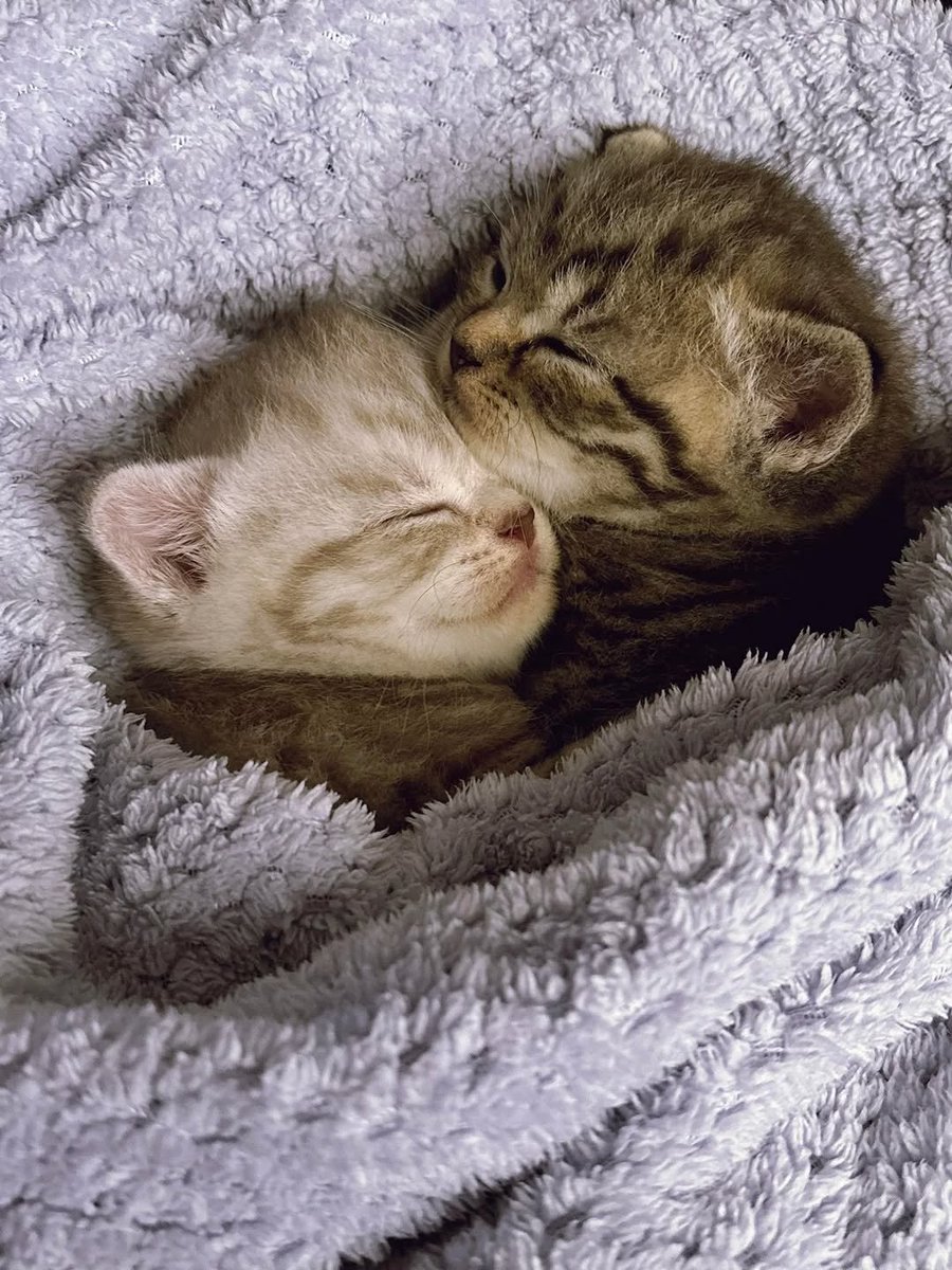 catsworldaura's tweet photo. https://t.co/frtuyqWLFC