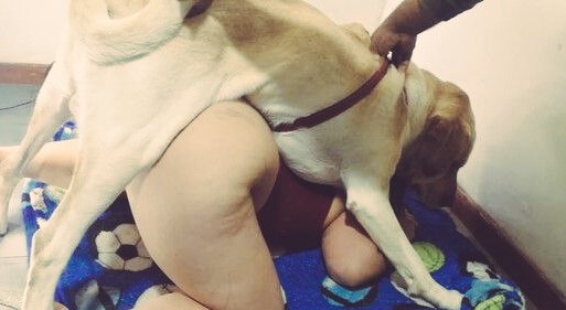 Zooway441's tweet photo. Getting this knott drill  hole was intense and hard 🤤🍆💦 so sweet 👇🥰💦🐾🐶
FULL CLIP 👇🏼 
🔗https://t.co/DE7jSGSs48

 #beastiality #dogkno #kinky #taboo 
#zootwt #zoopositivity
#dogknott #kink #k9 #BUYINGCONTENT https://t.co/gZutPB8Hcd
