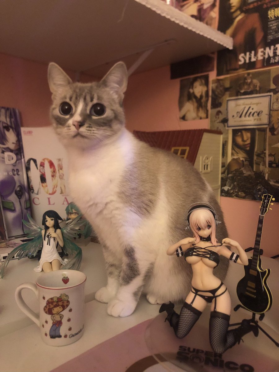 ˚₊‧꒰ა ♱ ໒꒱ ‧₊˚ tweet media