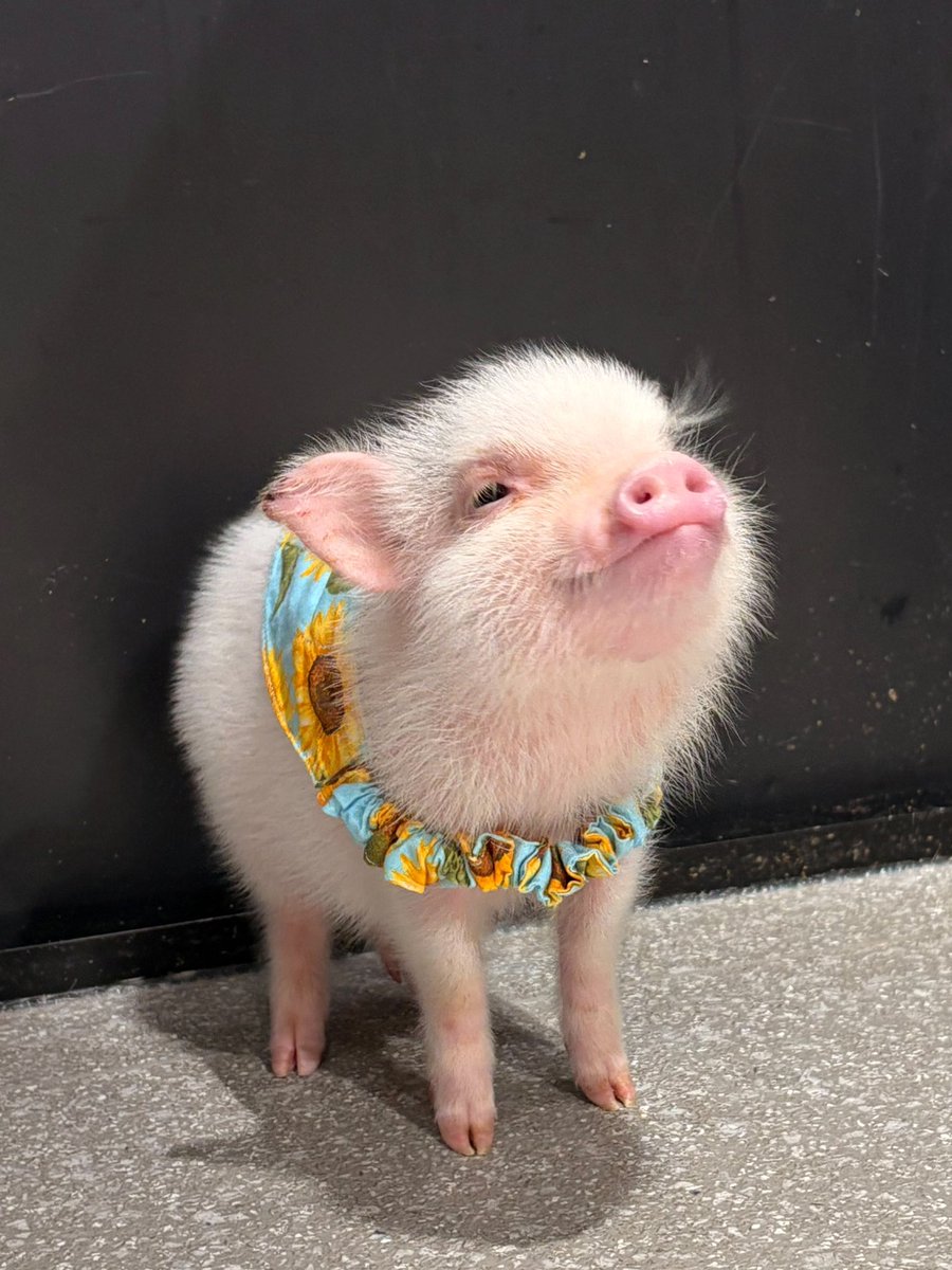 pignic_cafe's tweet photo. おはようございます🐷

今日から6月です！！
今月も頑張っていきましょう✨ https://t.co/9I1VfWPENH