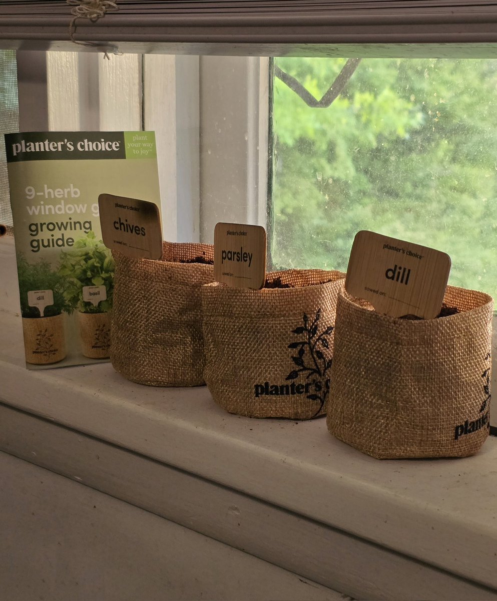 RexZambi's tweet photo. I finally planted some of these from a kit I was gifted years ago! :) https://t.co/YGCdrVW9Ji