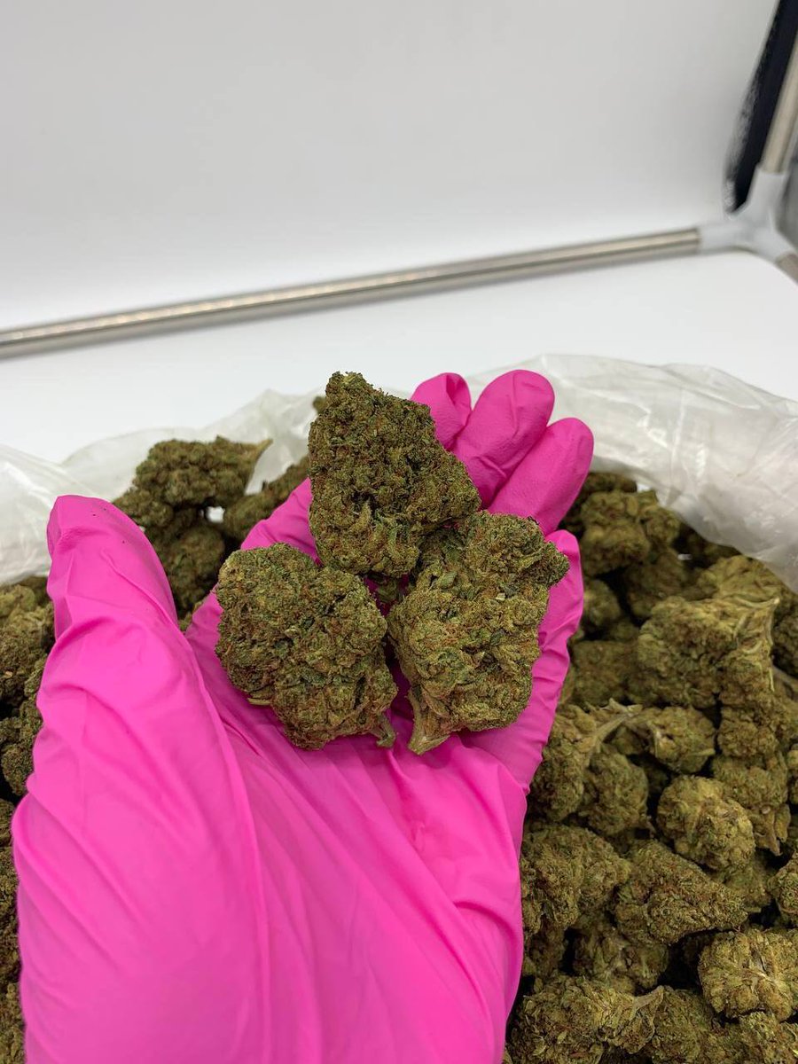 exotics45862's tweet photo. Winston Salem 336, Fayetteville 910, Cary 919 &amp; Wilmington 910! 🔥🌿🍃 Weed exotic plug loud gas shrooms 🍄 bulk shipping DM NOW 📍👇 Comment below #WinstonSalem #Fayetteville #NorthCarolina420 https://t.co/tho6Fdx3EE
