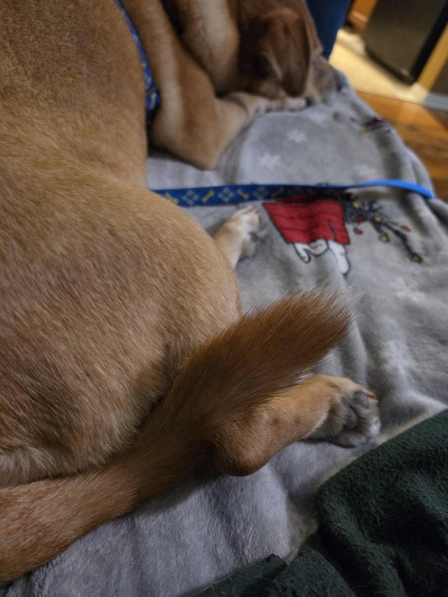 DaveHinesDF's tweet photo. The way @MiaHammDogg nestles her tail perfectly into the notch in the back of her leg 👀 https://t.co/cDKlwfojzb