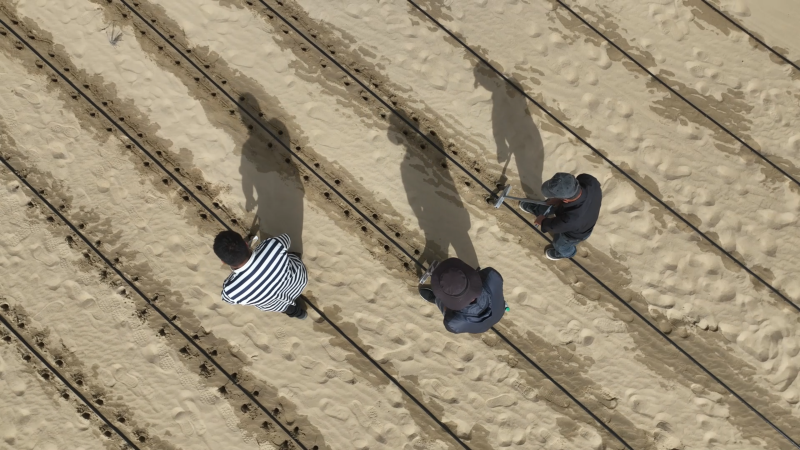 XinjiangUpdates's tweet photo. The present period is the optimal time for transplanting apocynum venetum seedlings in desert areas. Yuli County has made the cultivation of apocynum venetum an important means of combating desertification and promoting green development, deeply integrating ecological restoration, industrial development, and rural revitalization. By expanding and strengthening this distinctive apocynum venetum industry, the county has reached a win-win goal that combines ecological sand fixation with industrial growth and higher incomes for local people 💚. #XinjiangNow
https://t.co/MFicp68VXk
