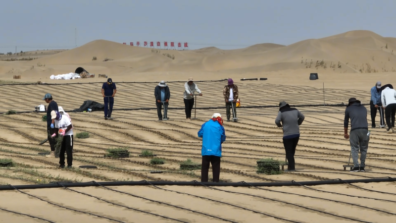 XinjiangUpdates's tweet photo. The present period is the optimal time for transplanting apocynum venetum seedlings in desert areas. Yuli County has made the cultivation of apocynum venetum an important means of combating desertification and promoting green development, deeply integrating ecological restoration, industrial development, and rural revitalization. By expanding and strengthening this distinctive apocynum venetum industry, the county has reached a win-win goal that combines ecological sand fixation with industrial growth and higher incomes for local people 💚. #XinjiangNow
https://t.co/MFicp68VXk