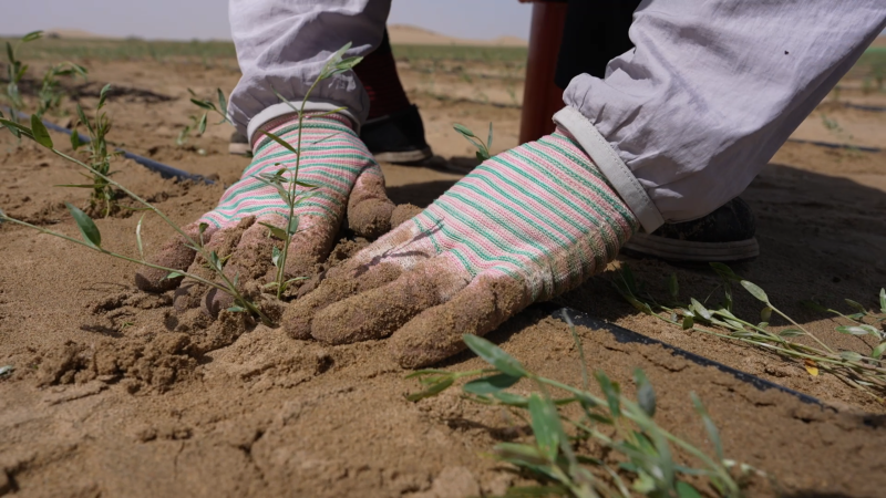 XinjiangUpdates's tweet photo. The present period is the optimal time for transplanting apocynum venetum seedlings in desert areas. Yuli County has made the cultivation of apocynum venetum an important means of combating desertification and promoting green development, deeply integrating ecological restoration, industrial development, and rural revitalization. By expanding and strengthening this distinctive apocynum venetum industry, the county has reached a win-win goal that combines ecological sand fixation with industrial growth and higher incomes for local people 💚. #XinjiangNow
https://t.co/MFicp68VXk