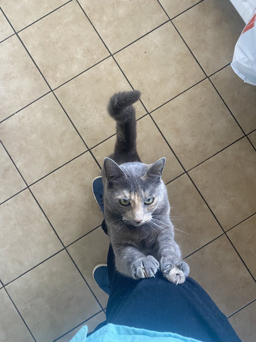 UlisesCSilva_'s tweet photo. Gato descontrolado 😅 https://t.co/VhjMVwQP57