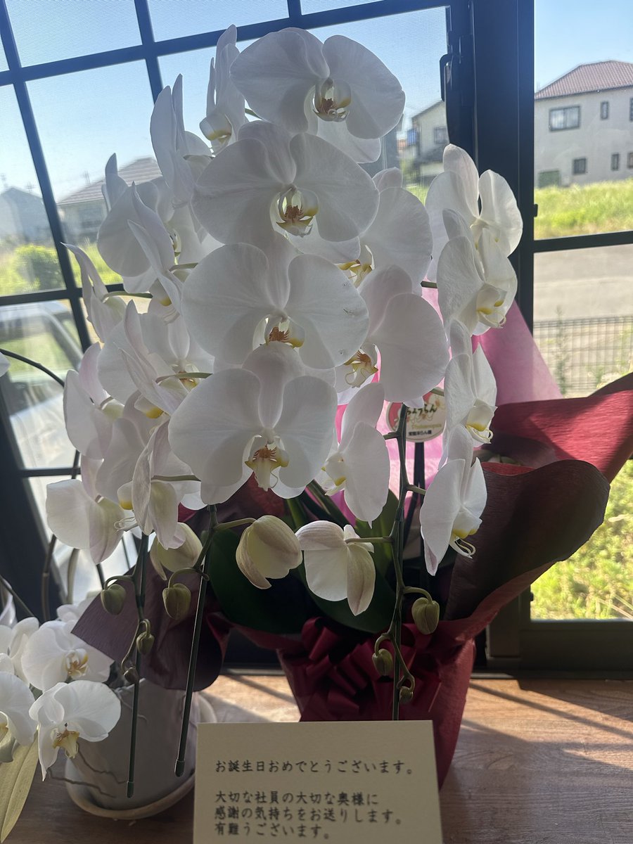 Lotk182335's tweet photo. 主人の会社から誕生日に
毎年届く立派な胡蝶蘭
毎年親戚に配ってます^^
自分の会社からも毎年花束💐
この時期はお部屋が華やかになります
ありがたい❣️がんばろっ
今日は免許更新行ってこようかな
TODAY′S SONGはこちら
色っぽいチョイス💕
 #胡蝶蘭
 #浜田省吾 https://t.co/Ec1tXRNPCY