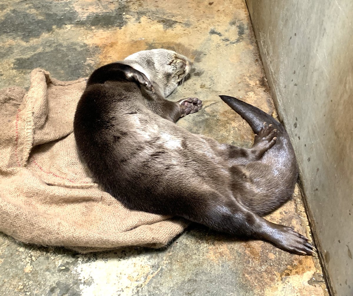 moriokazoo's tweet photo. 寝室で、お腹を出して気持ち良さそうに寝ているカナダカワウソのメス“カエデ”です。暖かくなってきたので、このスタイルが定番になってきました。 https://t.co/CtH0SmRCjD
