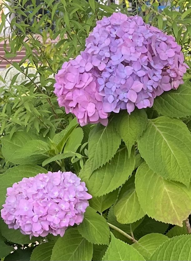 redheartstore's tweet photo. 最後に、撮り溜めた近所の紫陽花の写真の一部も載せてみました。なかなかこのステッカーと同じ色のものは見つけられず…。
近日中に紫陽花の綺麗な公園に行ってみようと思っています。 https://t.co/oMgz1e9L09