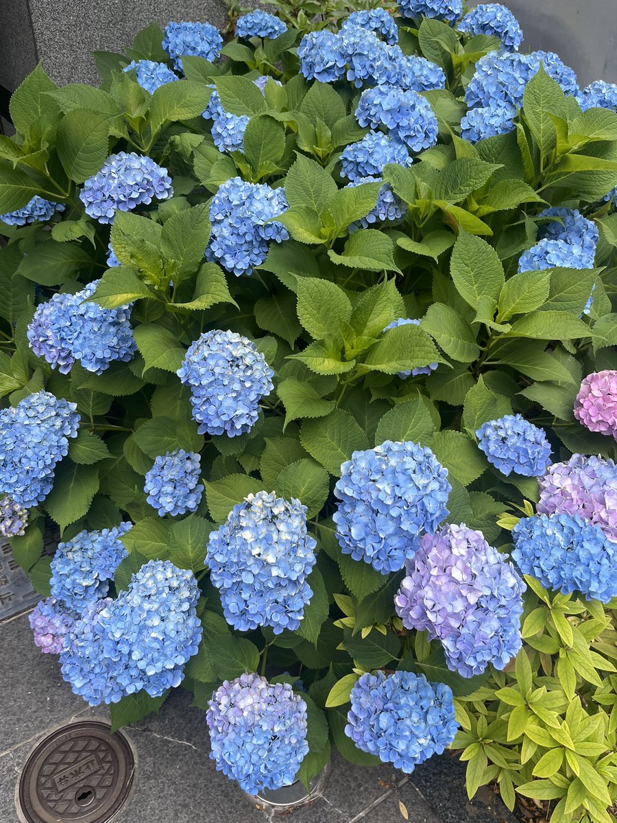 redheartstore's tweet photo. 最後に、撮り溜めた近所の紫陽花の写真の一部も載せてみました。なかなかこのステッカーと同じ色のものは見つけられず…。
近日中に紫陽花の綺麗な公園に行ってみようと思っています。 https://t.co/oMgz1e9L09