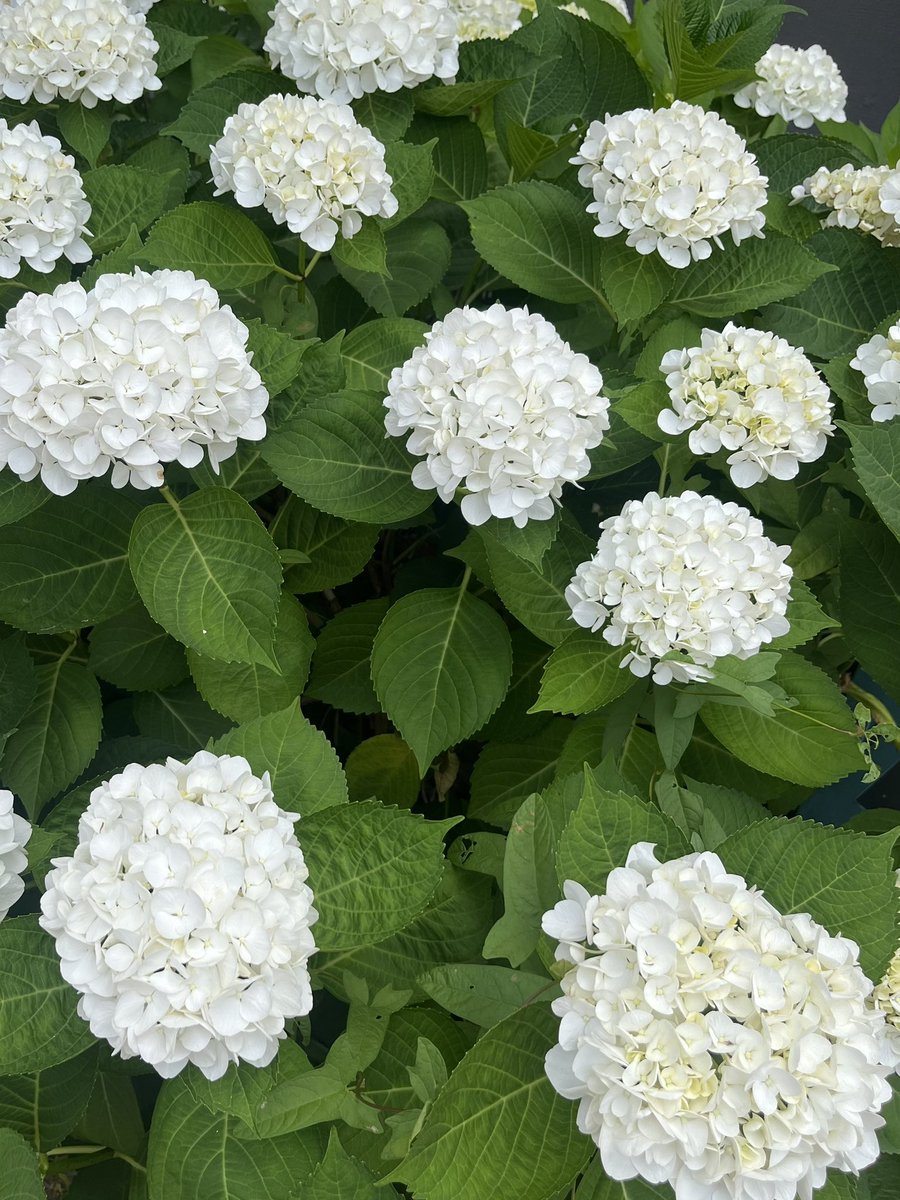 redheartstore's tweet photo. 最後に、撮り溜めた近所の紫陽花の写真の一部も載せてみました。なかなかこのステッカーと同じ色のものは見つけられず…。
近日中に紫陽花の綺麗な公園に行ってみようと思っています。 https://t.co/oMgz1e9L09
