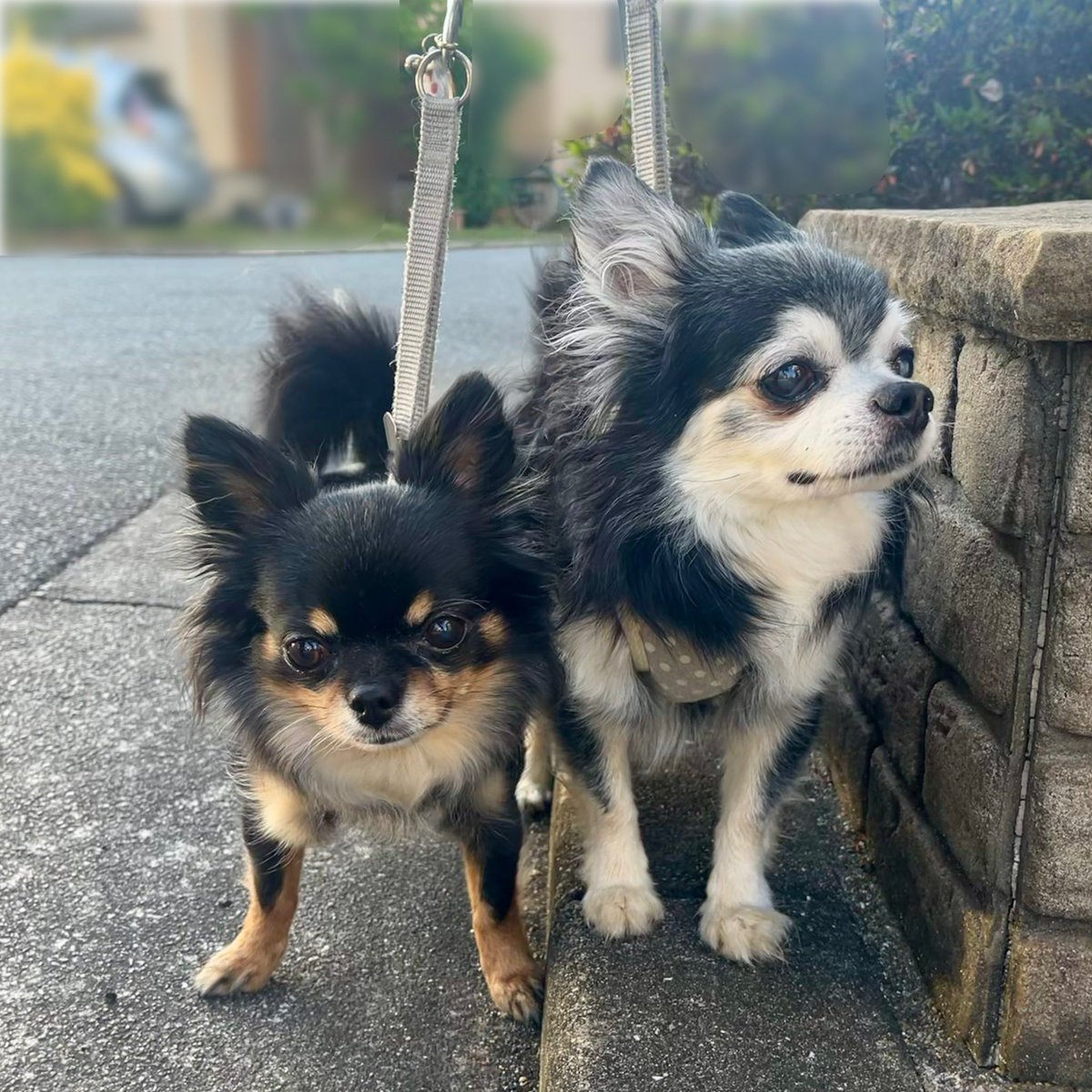 チワワ