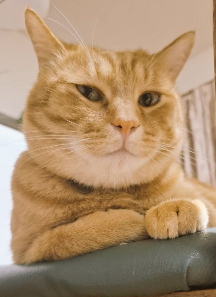 mame5032's tweet photo. おはようございます☀️
今週も宜しくお願いします🙇
良い１日を(*^^*)🐱✨
今日もよろしくにゃん🐱🐱
#猫好きさん #猫のいる暮らし 
#猫のいる幸せ #猫写真 #猫画像 
#茶トラ #保護猫を家族に https://t.co/0lsZkAKv6F
