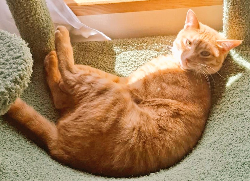 mame5032's tweet photo. おはようございます☀️
今週も宜しくお願いします🙇
良い１日を(*^^*)🐱✨
今日もよろしくにゃん🐱🐱
#猫好きさん #猫のいる暮らし 
#猫のいる幸せ #猫写真 #猫画像 
#茶トラ #保護猫を家族に https://t.co/0lsZkAKv6F
