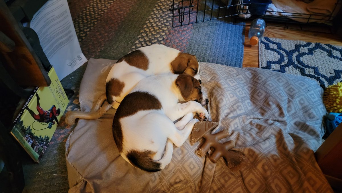 Max_Writer's tweet photo. Sleeping while I tabletop game online. https://t.co/d0s95kBGDn
