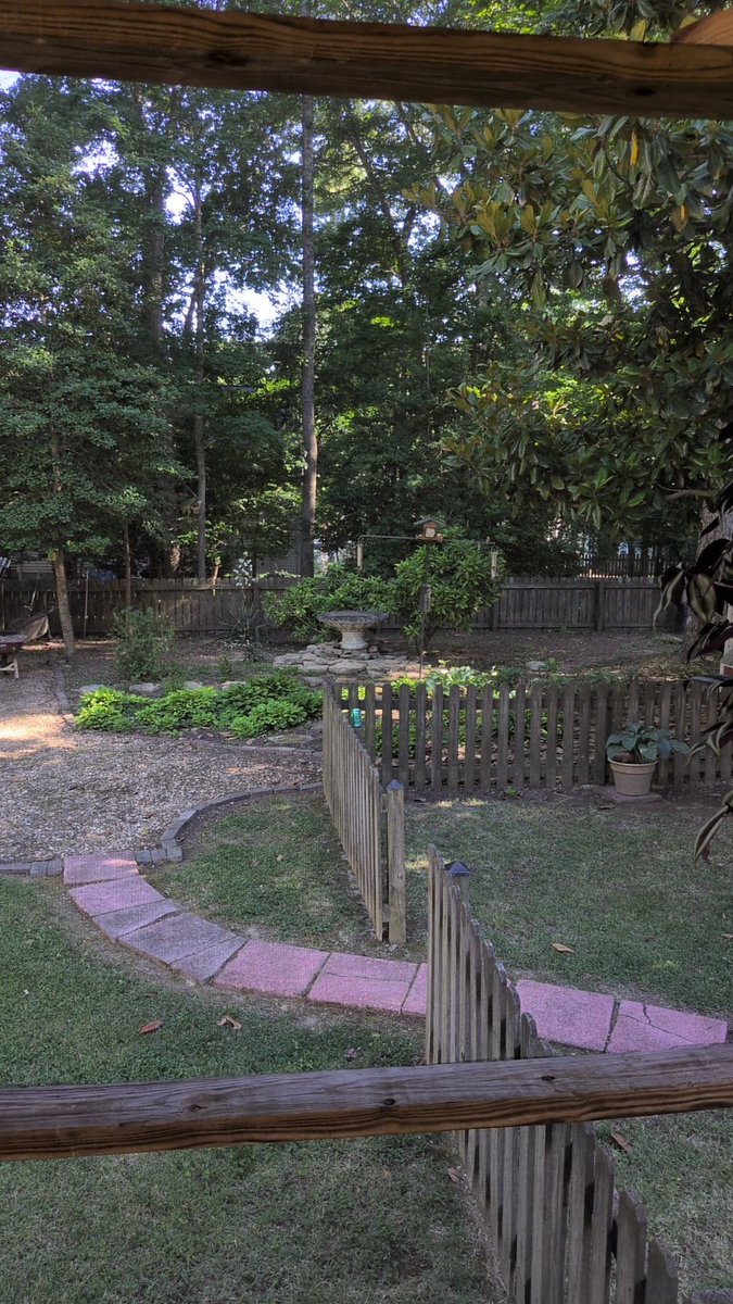 StatueOfDavid's tweet photo. 🦅🦉🐦Migration Complete 🐦🦉🦅
#WeekendProject #onlyfans #Garden https://t.co/GaTHEy4Crz