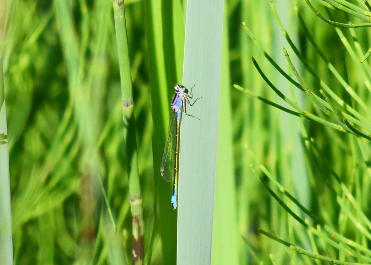 TheABB's tweet photo. Favourite shots of the day #damselfly and #dragonfly in #Sussex #summer Magical engineering. https://t.co/02GB00enSE