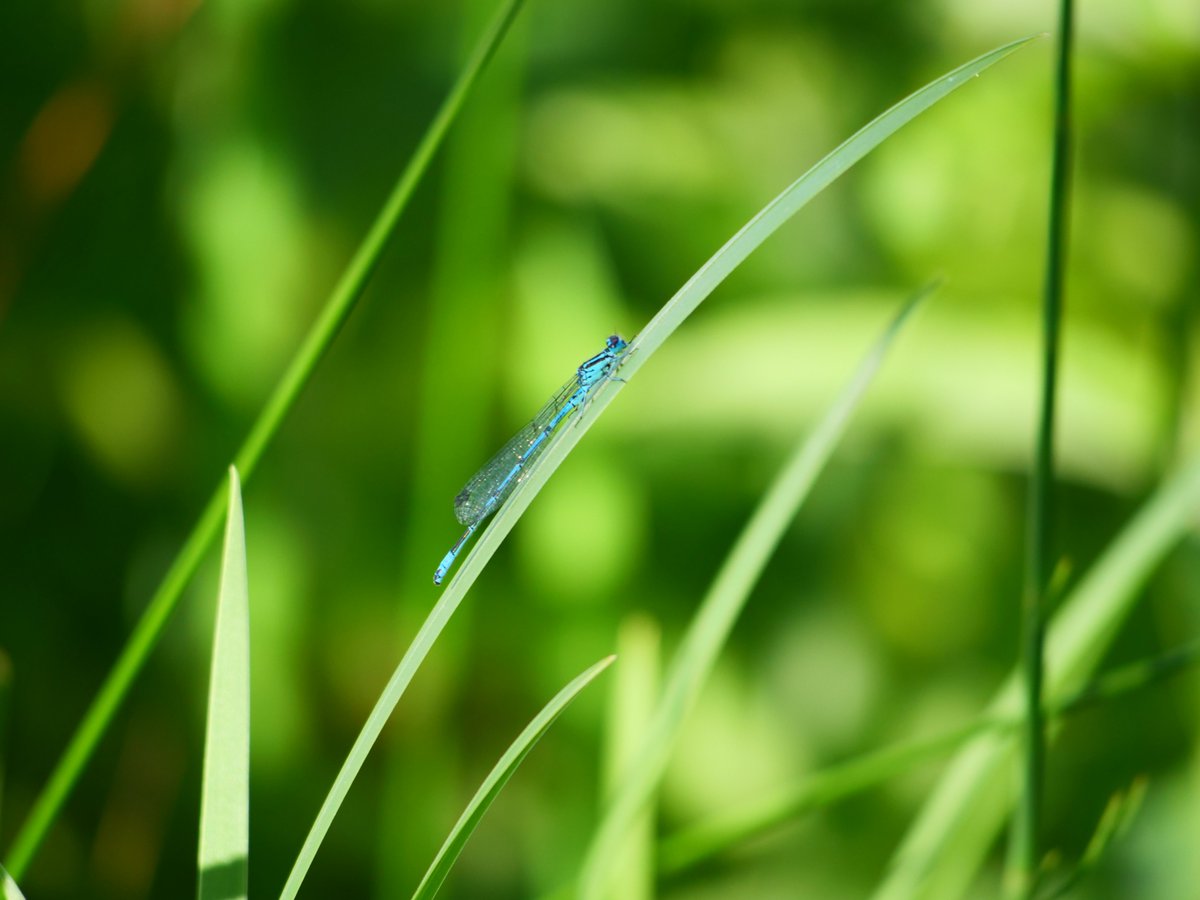 TheABB's tweet photo. Favourite shots of the day #damselfly and #dragonfly in #Sussex #summer Magical engineering. https://t.co/02GB00enSE