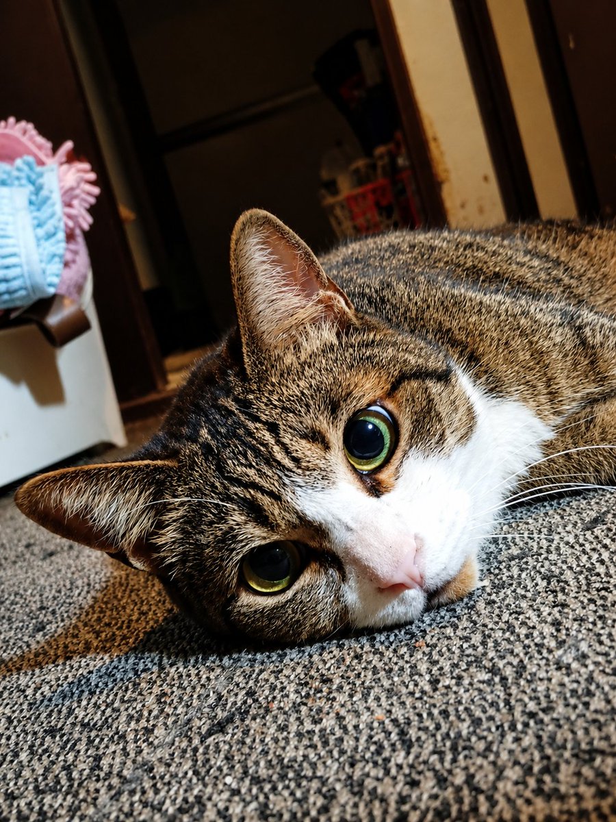 しお@猫好き CAT LOVE🐾👣⸒⸒ tweet media
