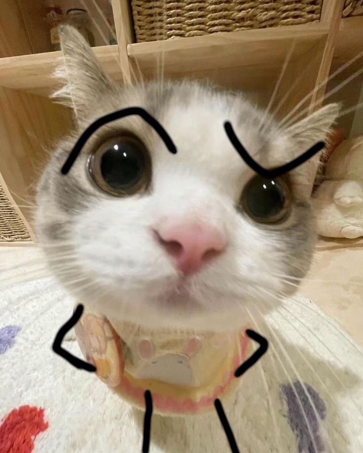 ✎ (❁ᴗ͈ˬᴗ͈) ༉‧ M̼i̼u̼ M̼i̼n̼u̼l̼i̼s̼a̼ ♡*.✧ tweet media