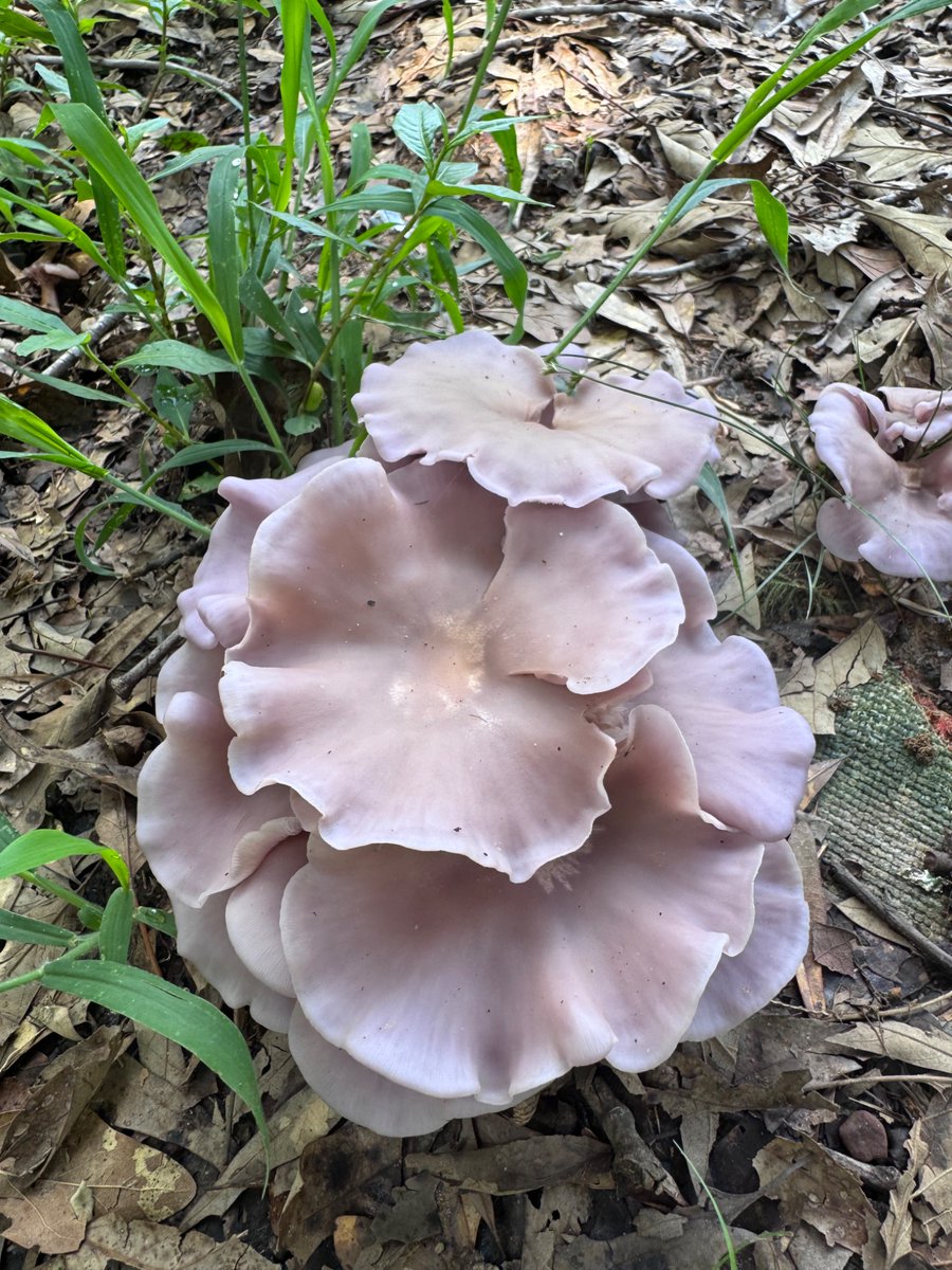 danabob21's tweet photo. @AgWriterArk Snapped this shot yesterday thinking the same - so many mushrooms around. https://t.co/f8Ifc5R17Q
