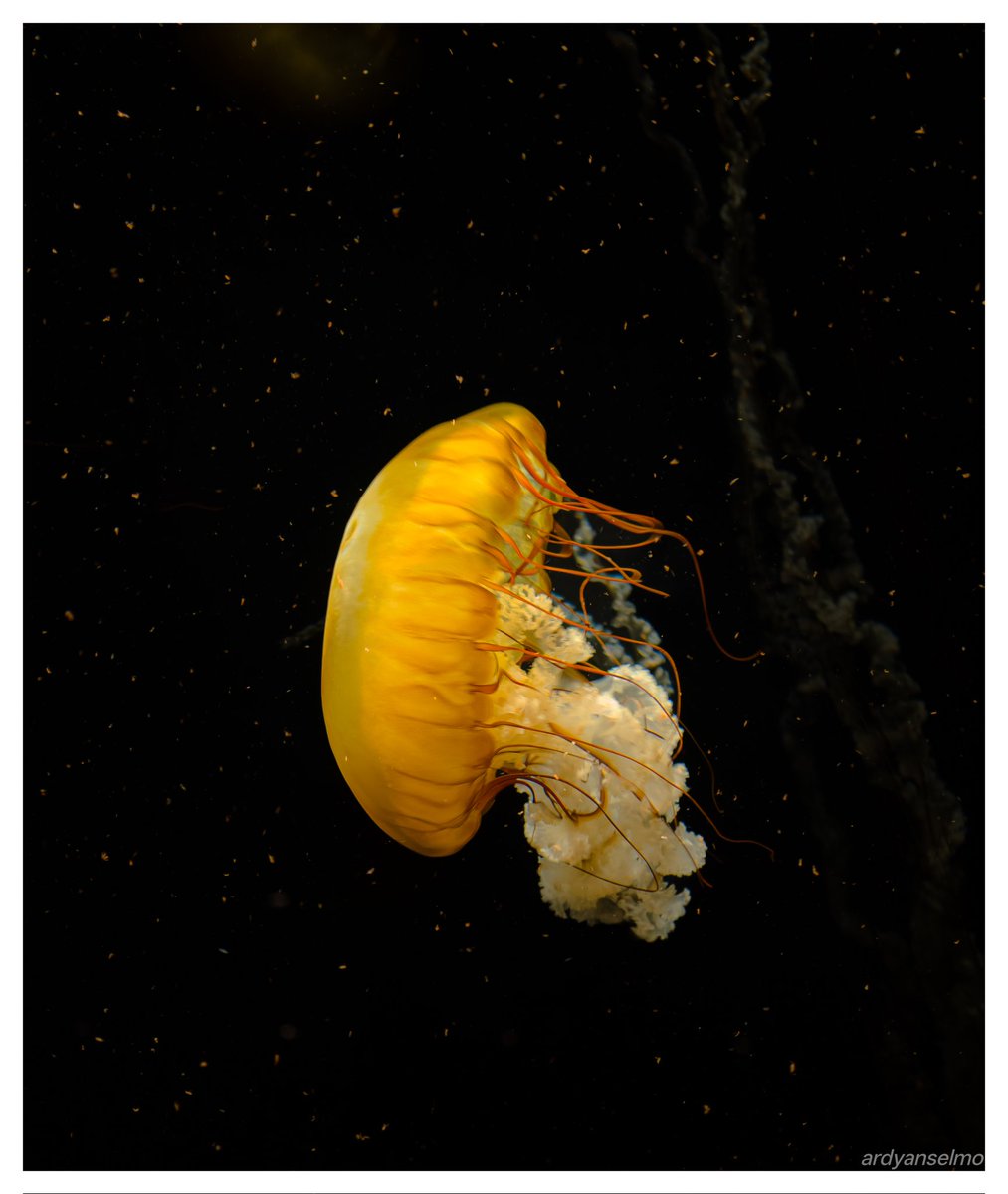 ardyanselmo's tweet photo. Floating through time

#photography #pacificseanettle https://t.co/RTNbMWp99d