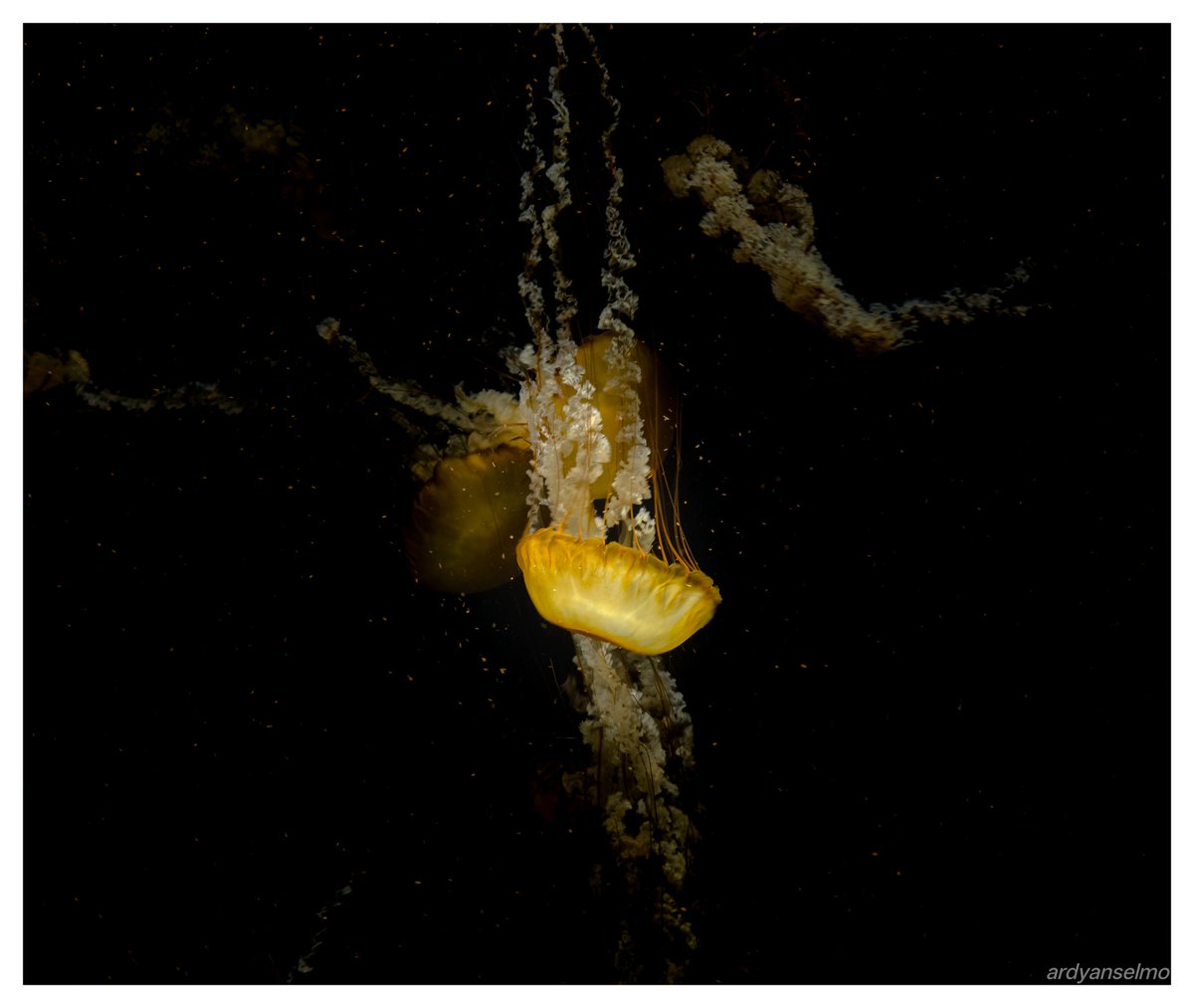 ardyanselmo's tweet photo. Floating through time

#photography #pacificseanettle https://t.co/RTNbMWp99d