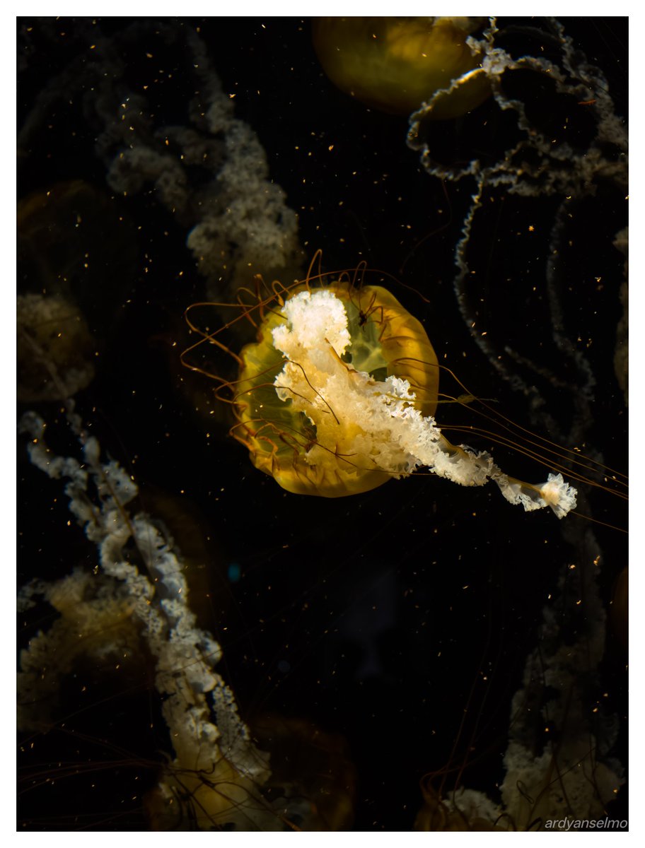 ardyanselmo's tweet photo. Floating through time

#photography #pacificseanettle https://t.co/RTNbMWp99d