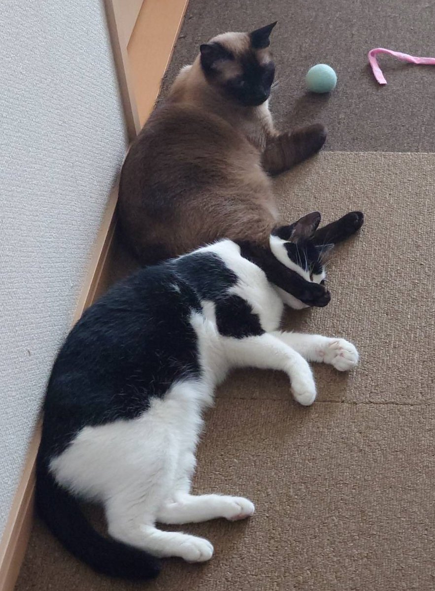 ryunight2's tweet photo. #今日の猫
6月1日
首四の字固め！！

どや！(   ¯꒳¯ )✨ｷﾏｯﾀ！！

😿ｷﾞﾌﾞ https://t.co/wNpVG33wdD