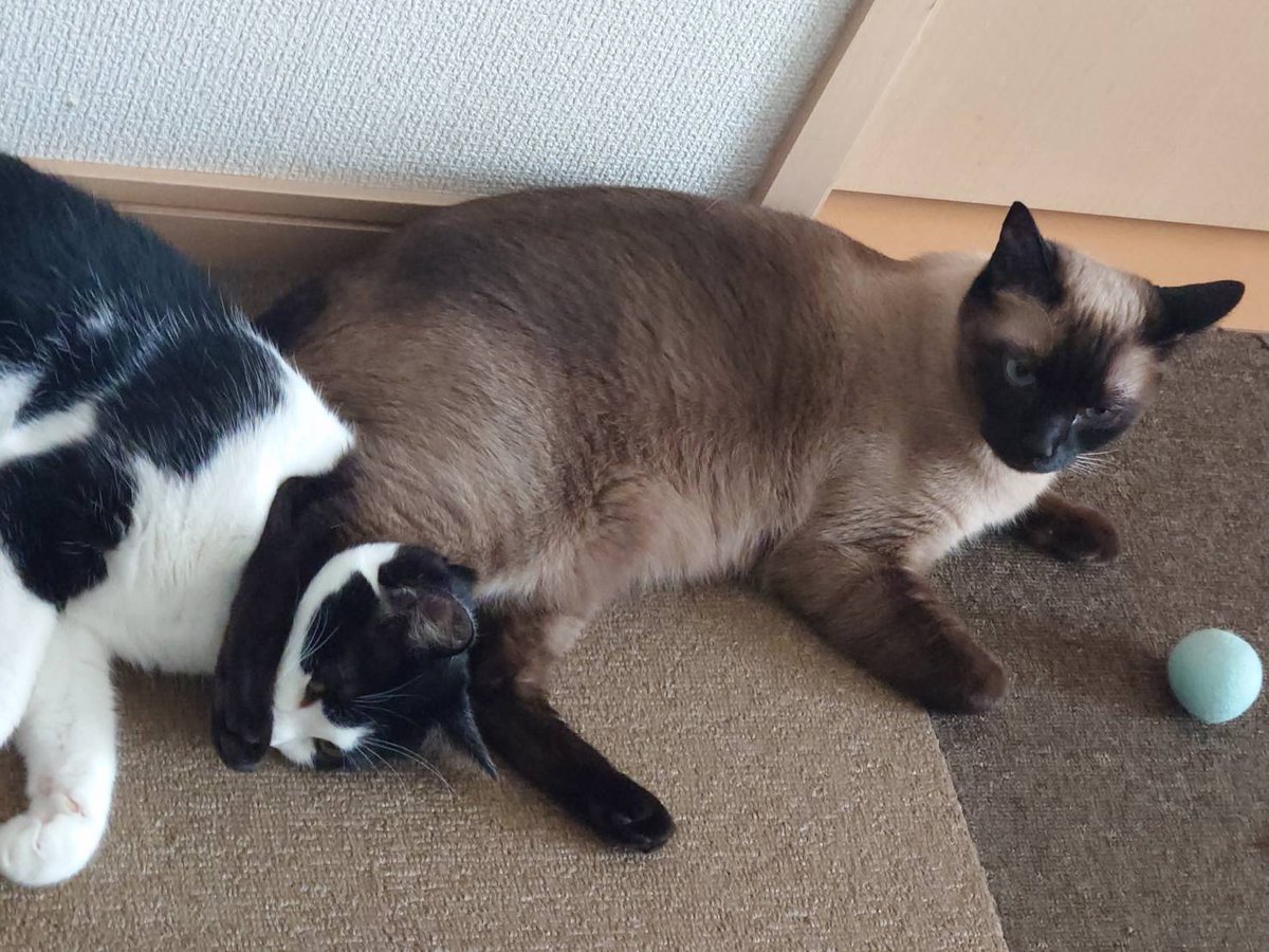 ryunight2's tweet photo. #今日の猫
6月1日
首四の字固め！！

どや！(   ¯꒳¯ )✨ｷﾏｯﾀ！！

😿ｷﾞﾌﾞ https://t.co/wNpVG33wdD