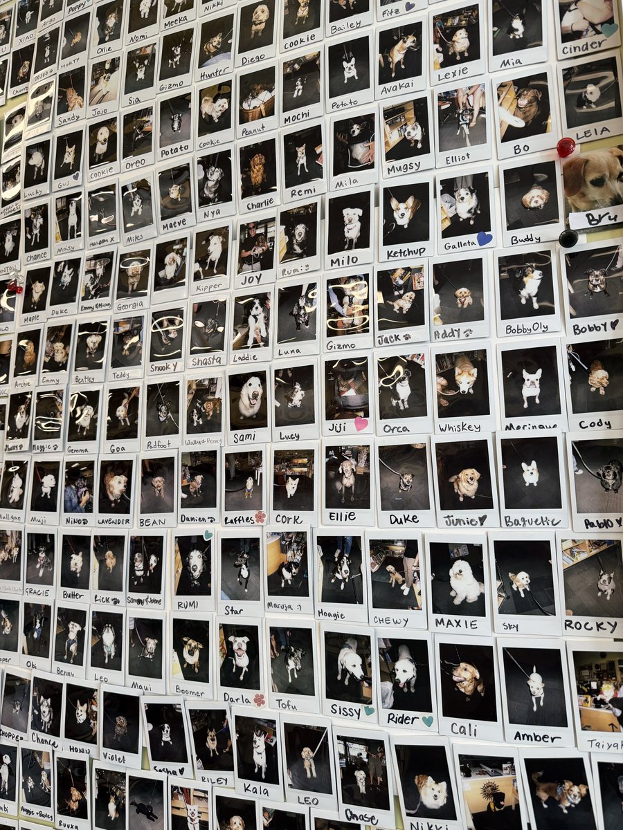 arkslife's tweet photo. Every dogo on this wall has a story. @petpinai captures it. Major news coming soon. https://t.co/L8OU5fiUvh