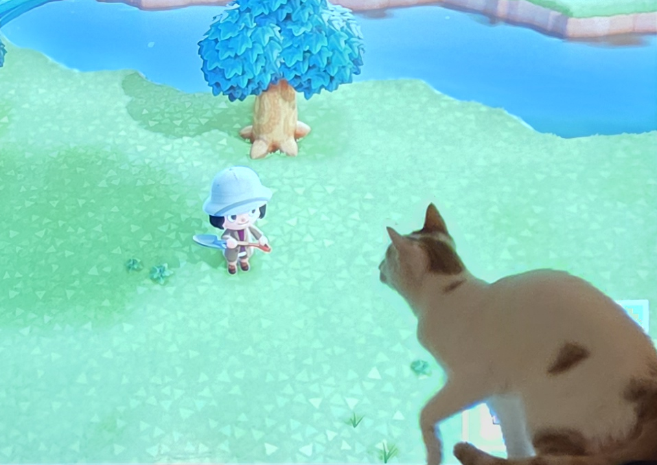 Cogumelando's tweet photo. Quando duas dimensões se encontram...

(Joguem Animal Crossing, vale a pena! Comece jogando um pouquinho todo dia, até que termine jogando o dia todo 😳) https://t.co/rW61Fxv9GJ