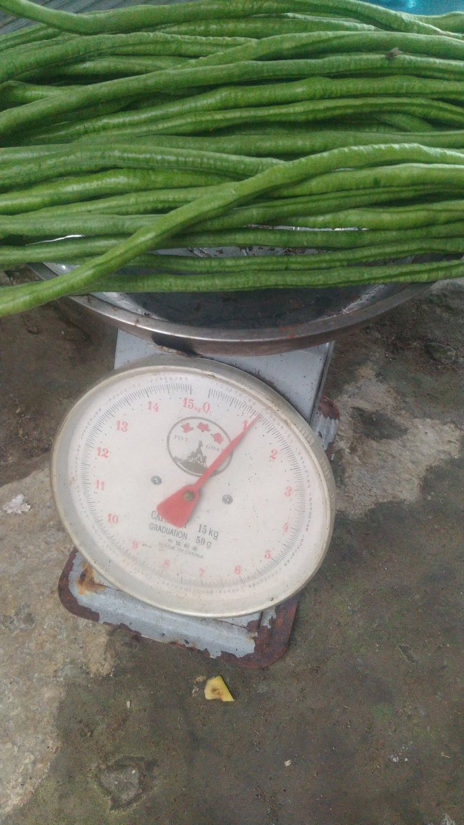 Bett01829804's tweet photo. Panen perdana dapat 2kg 
Sedangkan harga/kg_nya Rp 10.000
Sebagai penglaris ta jual 1kg, yang 1kg_nya lagi ta bagi-bagi tetangga 
🤗 #Barakallah https://t.co/uAXCk3EpgY