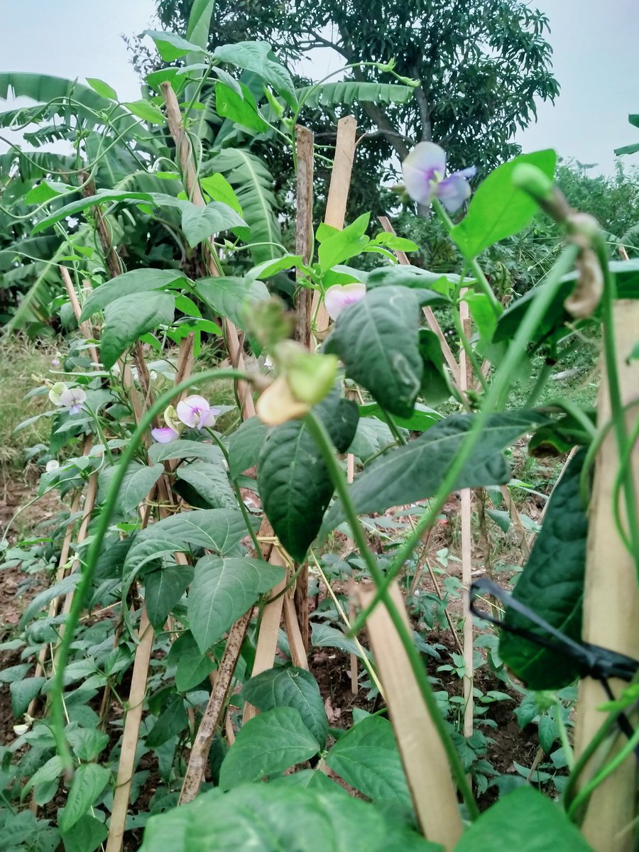 Bett01829804's tweet photo. Panen perdana dapat 2kg 
Sedangkan harga/kg_nya Rp 10.000
Sebagai penglaris ta jual 1kg, yang 1kg_nya lagi ta bagi-bagi tetangga 
🤗 #Barakallah https://t.co/uAXCk3EpgY