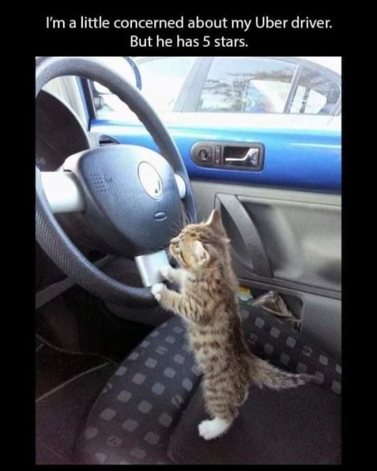 coolcatsociety's tweet photo. https://t.co/lgxGqEOyQZ