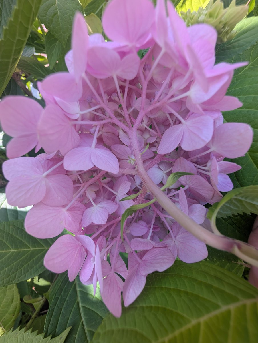 chiro6699's tweet photo. 紫陽花の裏と表 https://t.co/rtx7BUTQu9