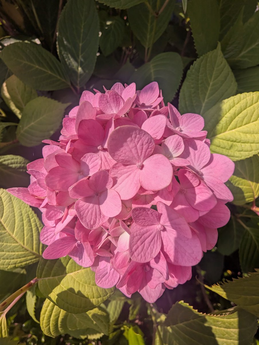 chiro6699's tweet photo. 紫陽花の裏と表 https://t.co/rtx7BUTQu9